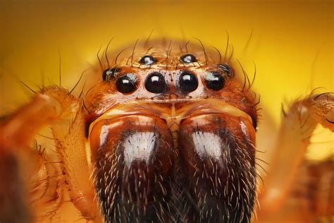 Colorful Spiders Ready For Their Close-Up | Incredible creatures, The ...