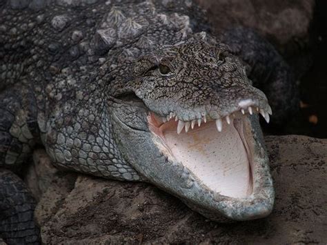 Mugger crocodile - Alchetron, The Free Social Encyclopedia