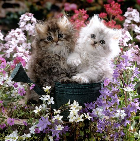 Chinchilla Persian kittens with flowers photo WP15906