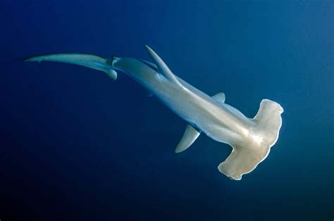 10 Different Types of Hammerhead Sharks