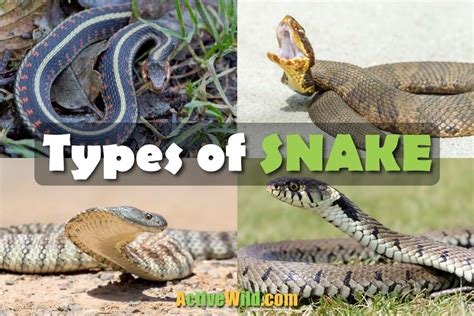 Types Of Snakes: Snake Families & Notable Species With Pictures & Facts