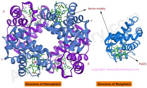 HEMOGLOBIN | MYOGLOBIN | STRUCTURE | BIOLOGICAL FUNCTION