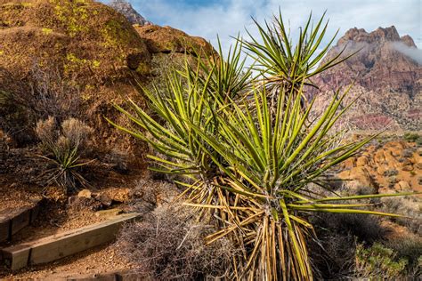 Yucca plants grow in the desert at Spring Mountain Ranch near Las Vegas ...