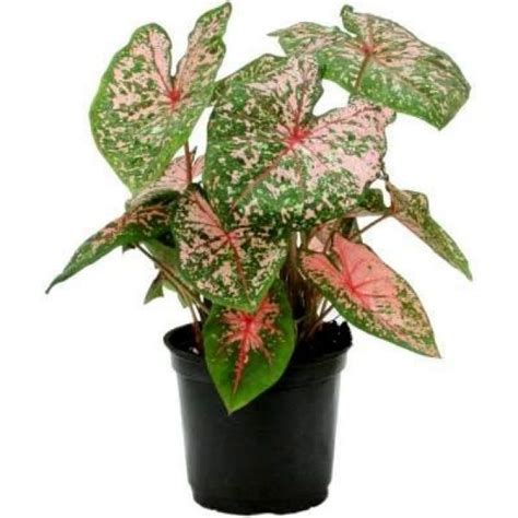 Caladium spp. (Mix Varieties)- Plant – Wild Roots