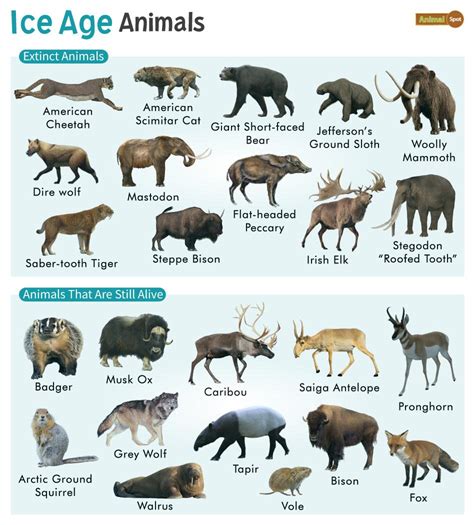 Ice Age Animals – Facts, List, Pictures