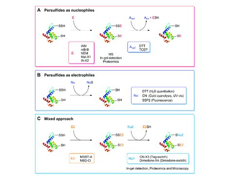 Detection of persulfides based on their reactivity. (A) The ...