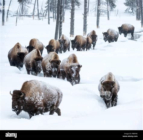 Herd of American bison (Bison bison) in snow, Yellowstone National Park ...