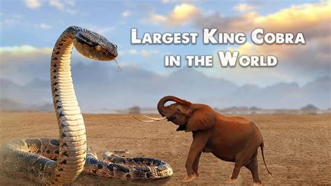 Largest King Cobra Ever