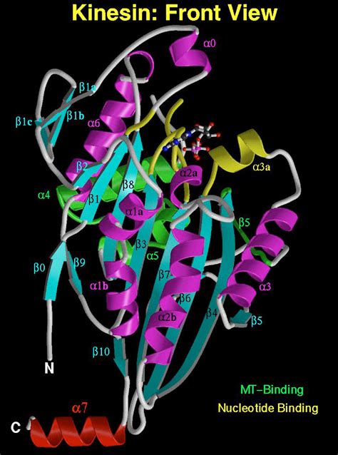 Crystal Structure of the Motor Domain of Kinesin from Rattus norvegicus ...