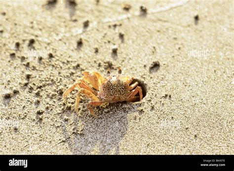 Crab burrowing a hole on a sandy beach, Costa Rica Stock Photo - Alamy