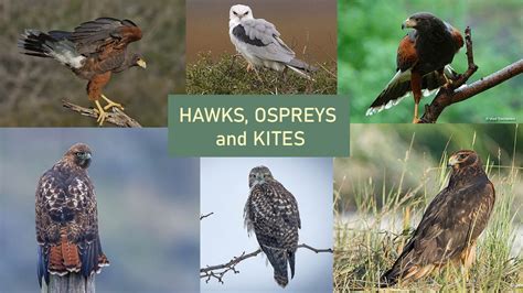 18 Types of Hawks in the United States [Complete ID Guide]