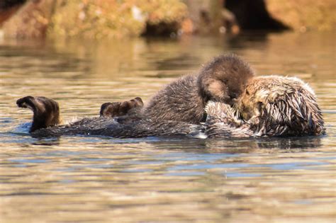 Sea Otters Share Their Habitat With What Other Important Organisms