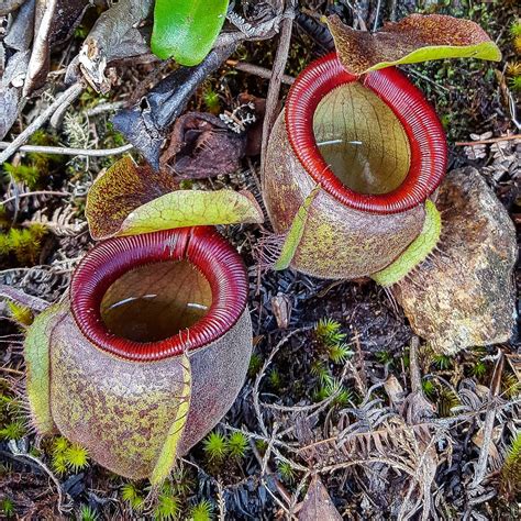 Nepenthes Epiphytica Seeds – Nepseeds