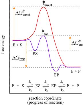 Energy Diagram Catalyzed Vs Uncatalyzed Reaction - General Wiring Diagram