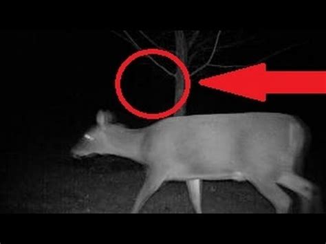 CHUPACABRA ATTACKS DEER! • The Truth Behind