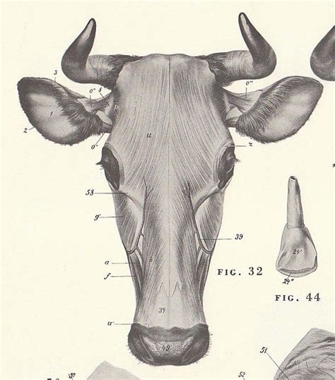 Pin on Cow Anatomy