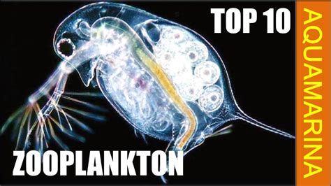 types of zooplankton animals Zooplankton marine oil offshore plankton ...