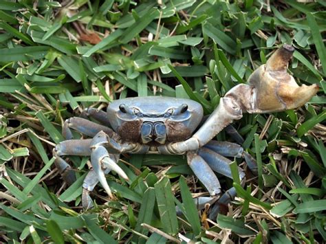 blue land crab florida - Boating Journey