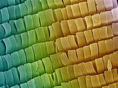 Butterfly wing by Petr Jan Juračka | 500px | Things under a microscope ...