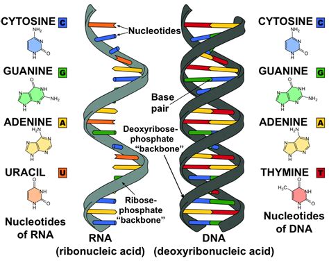 A/L - Biology - Structure of RNA - www.lkedu.lk