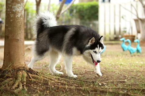 Wooly Husky: Facts About Wooly Siberian Huskies (With FAQs)