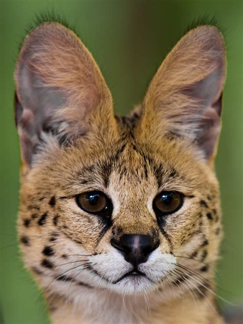 Albino Serval