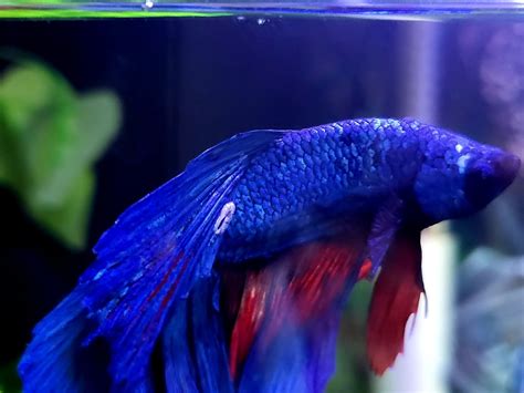 Why Does My Betta Have a White Sore on His Tail? - PetHelpful