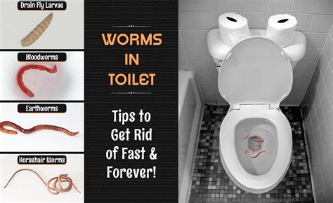 Tapeworm In Toilet Bowl