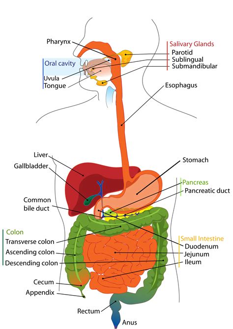 Digestive system | Structure of digestive system