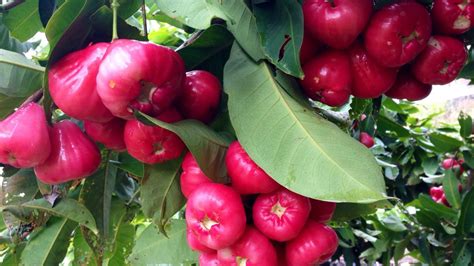 Pupuk untuk Pohon Jambu Air Agar Cepat Berbuah & Cara Pakai