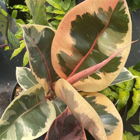 Ficus elastica 'Tineke' - Variegated Rubber Tree (4.5" Pot) | Little ...