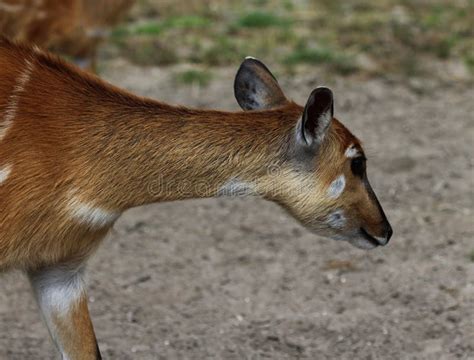 Sitatunga stock image. Image of forest, animal, mammal - 97338363