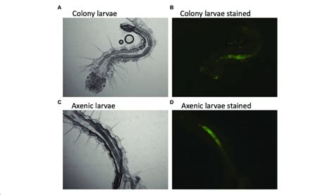 | Hypoxic conditions in the guts of conventionally reared and axenic ...