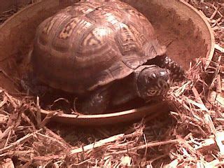 our class pet "The Tortoise" | Class pet, Pets, Animals