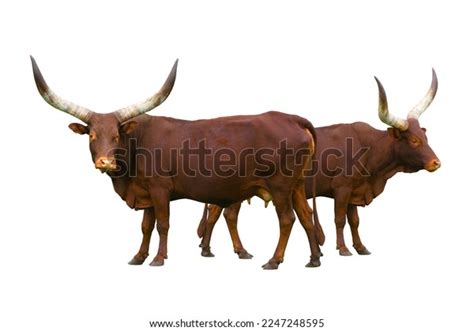 1,431 Watusi Bull Images, Stock Photos & Vectors | Shutterstock