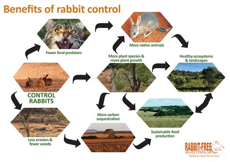 About Rabbits - Rabbit Free Australia