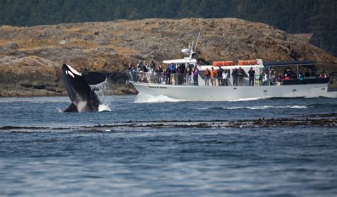 San Juan Island Whale Watching Day Trip from Seattle, WA