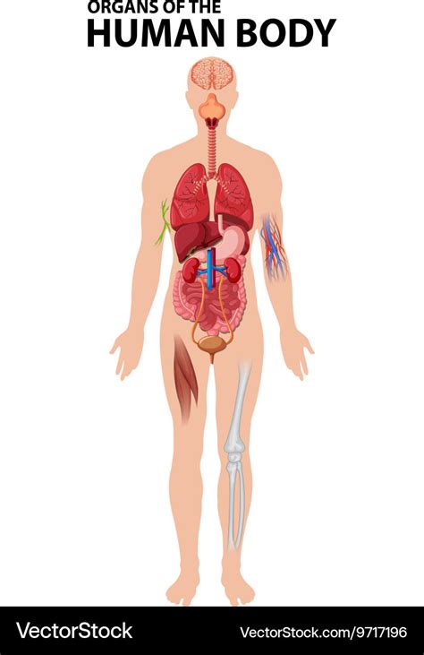 Diagram of organs the human body Royalty Free Vector Image