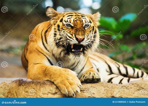 Sumatran Tiger Roaring stock image. Image of page, jungle - 61488565