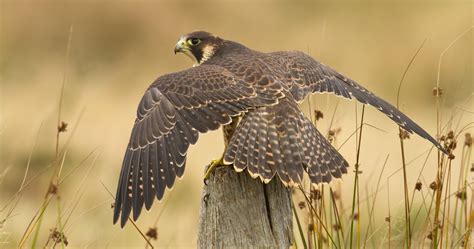 Peregrine Falcon Wallpapers High Quality Resolution | Animals ...