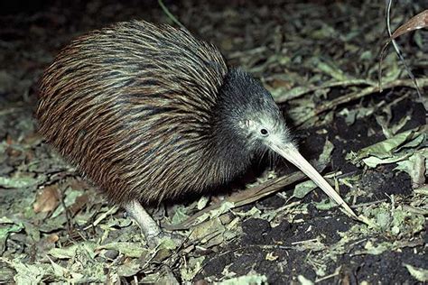 Fakta Unik Burung Kiwi Selandia Baru Yang Tidak Bisa Terbang - Berita ...