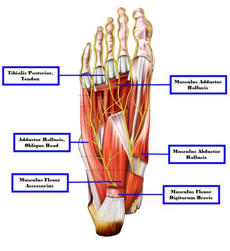 Foot Tendon Anatomy Diagram