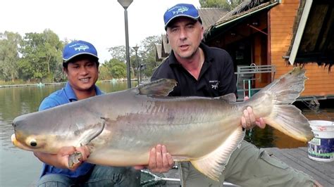 Mekong Giant Catfish – "OCEAN TREASURES" Memorial Library