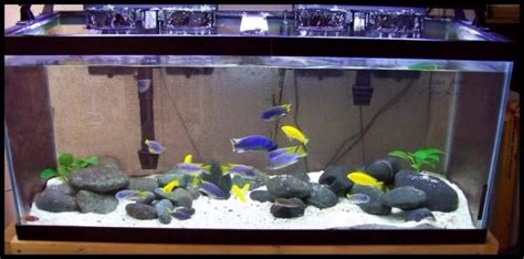 Compatible fish tank mates list