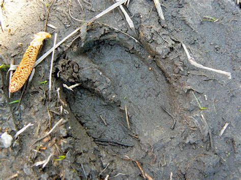 WIld Hog Track | Found in the CREW marsh. Florida 2010. | Upstate Dave ...