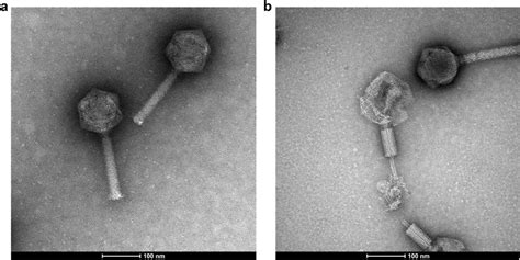 Phage morphology visualized by transmission electron microscopy ...