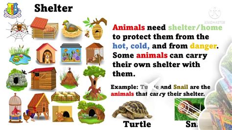 Primary-1 Science, Basic needs of Animals, Online learning November ...