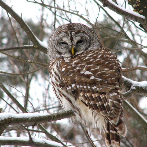 File:Barred owl.jpg