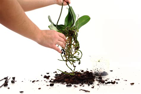 Repotting Orchids | Orchid Care | Just Add Ice Orchids | Repotting ...