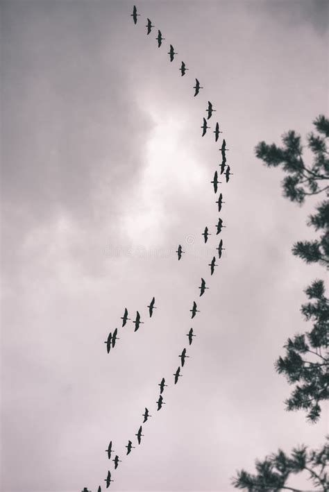 Birds Flying in Formation - Vintage Film Effect Stock Photo - Image of ...